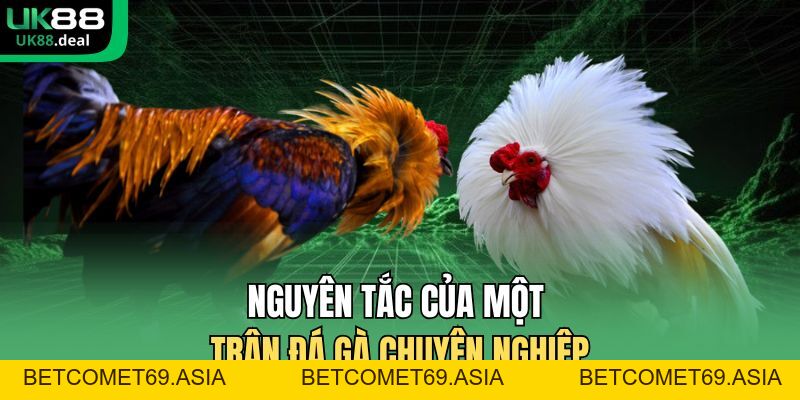 Đá Gà UK88 | Đấu Trường Trực Tuyến Uy Tín Số 1 Châu Á - betcomet69.asia