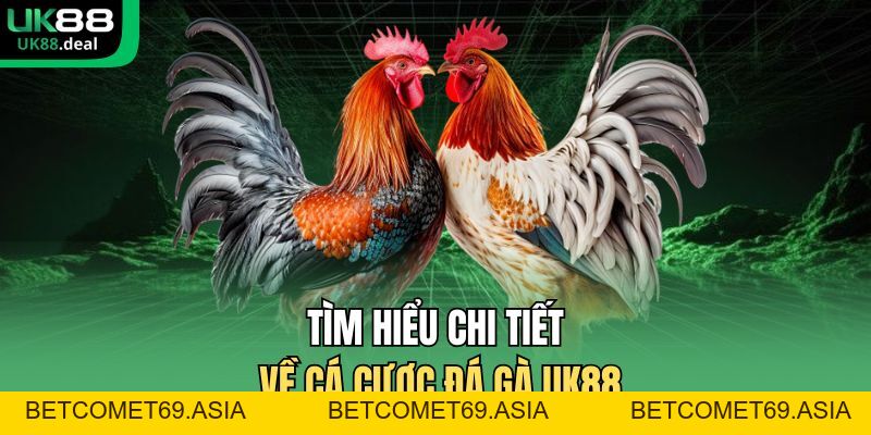 Cá Cược Đá Gà UK88 – Sảnh Đá Gà Uy Tín, Tỷ Lệ Kèo Cao - betcomet69.asia
